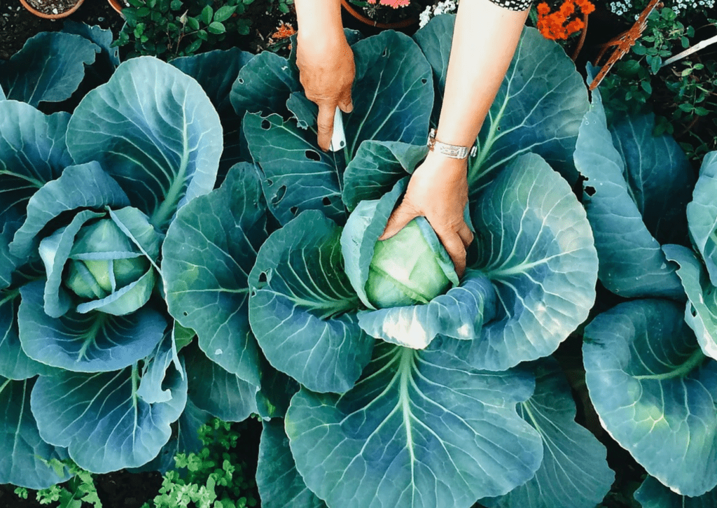 Cauliflower