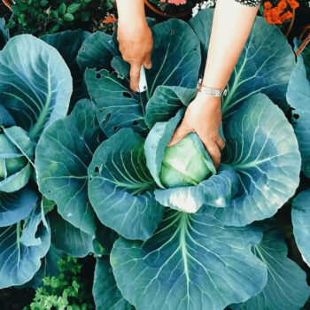 Cauliflower