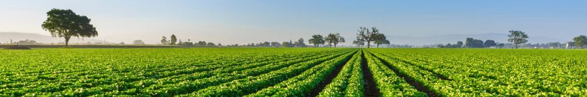 Field of leafy greens growing
